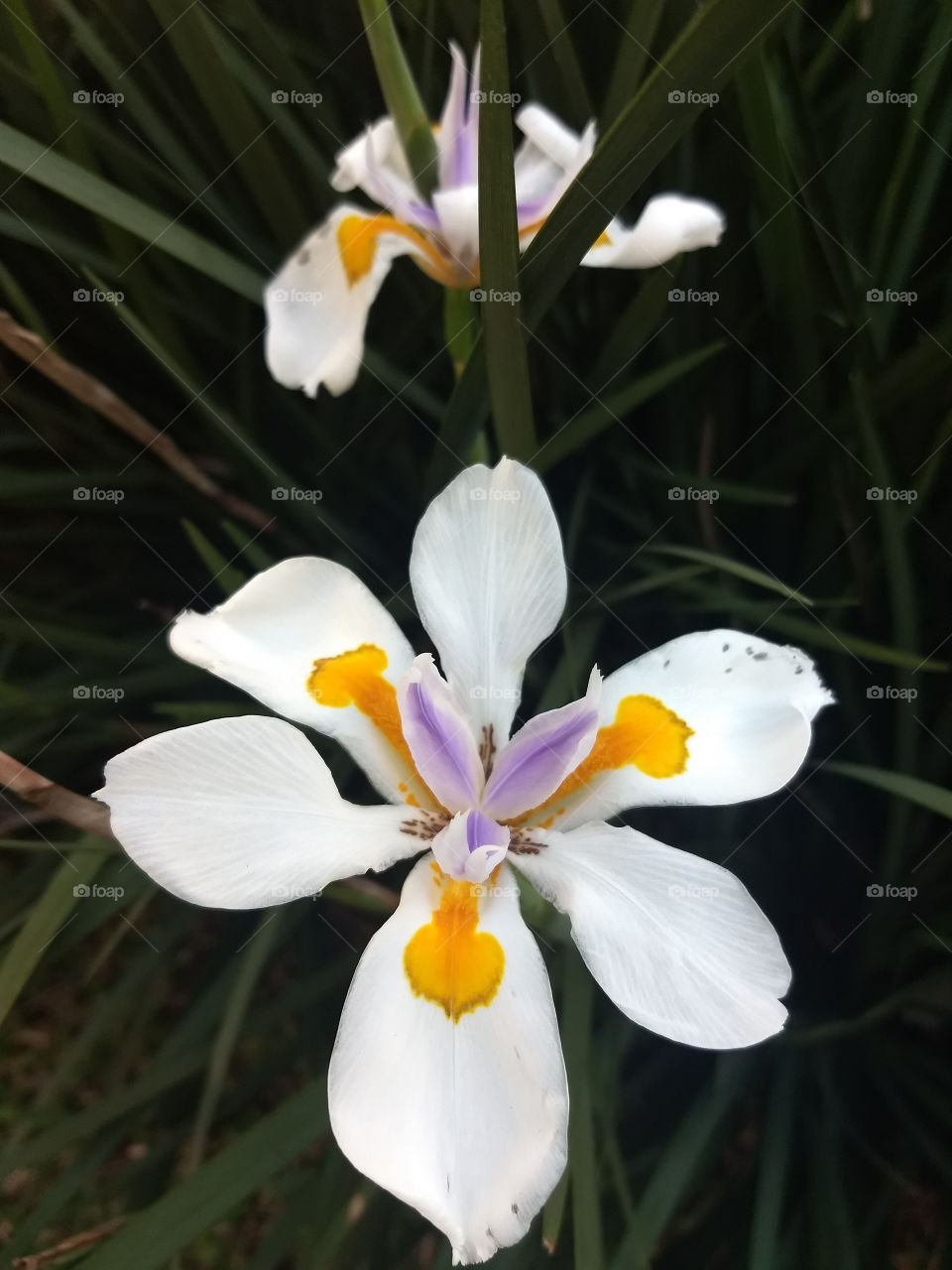 white Orange and violet Flower