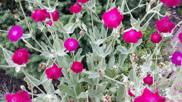 flowers
