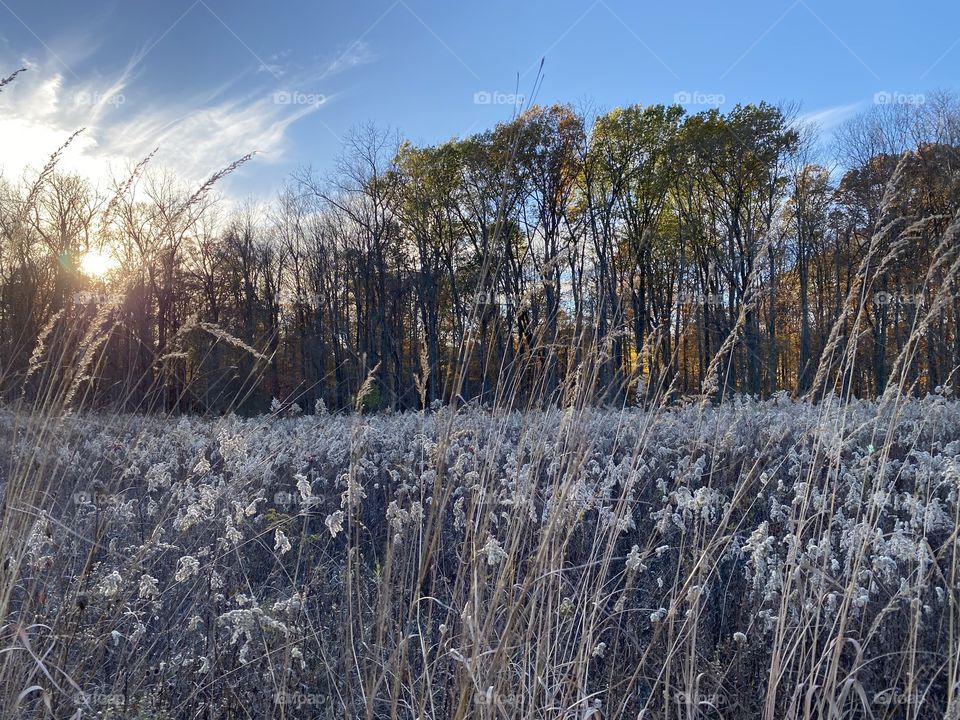 Beautiful walk through a meadow and woods