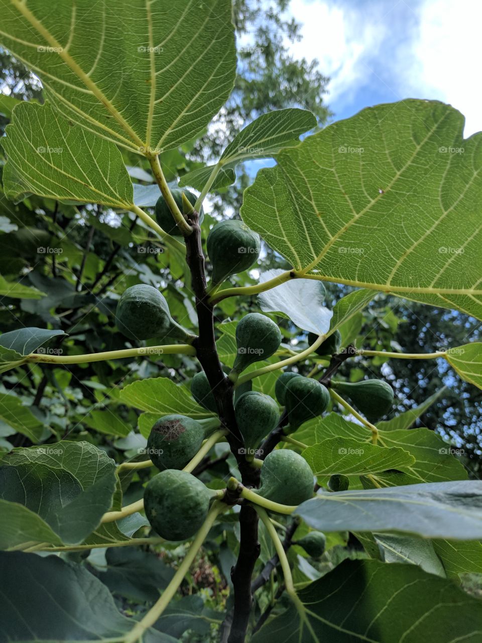 fruitful fig tree