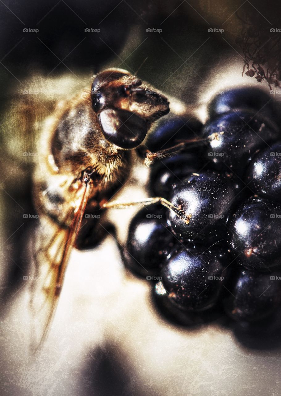 Greedy Wasp. A greedy wasp eating a juicy blackberry.