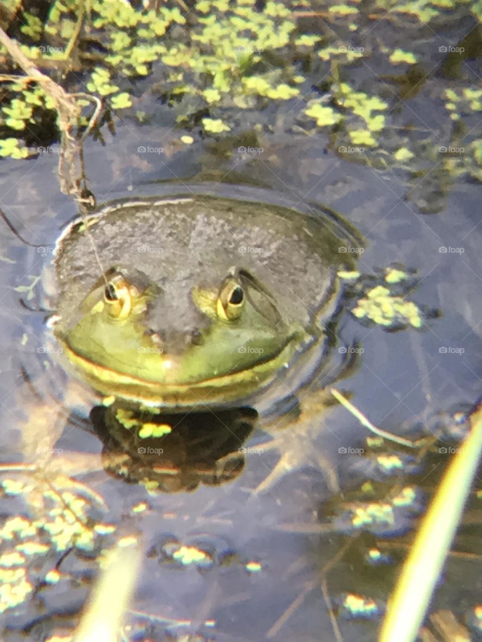 Smiling Frog