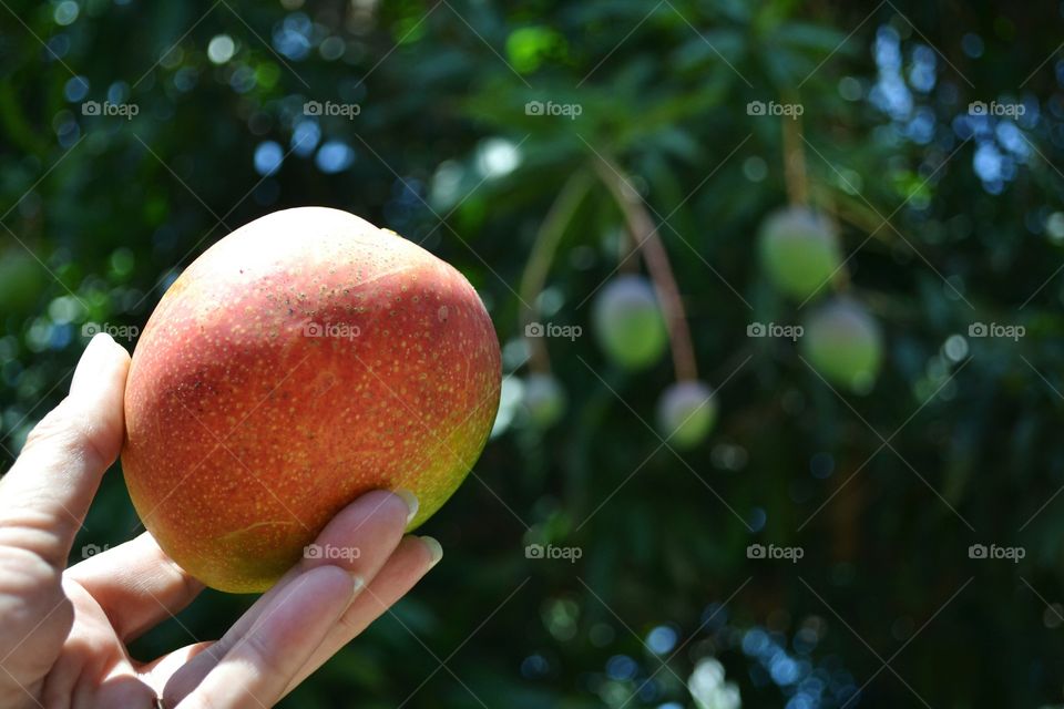 Close-up of human's hand holding ripe mango