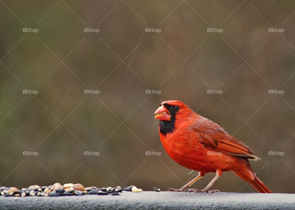 Cardinals 