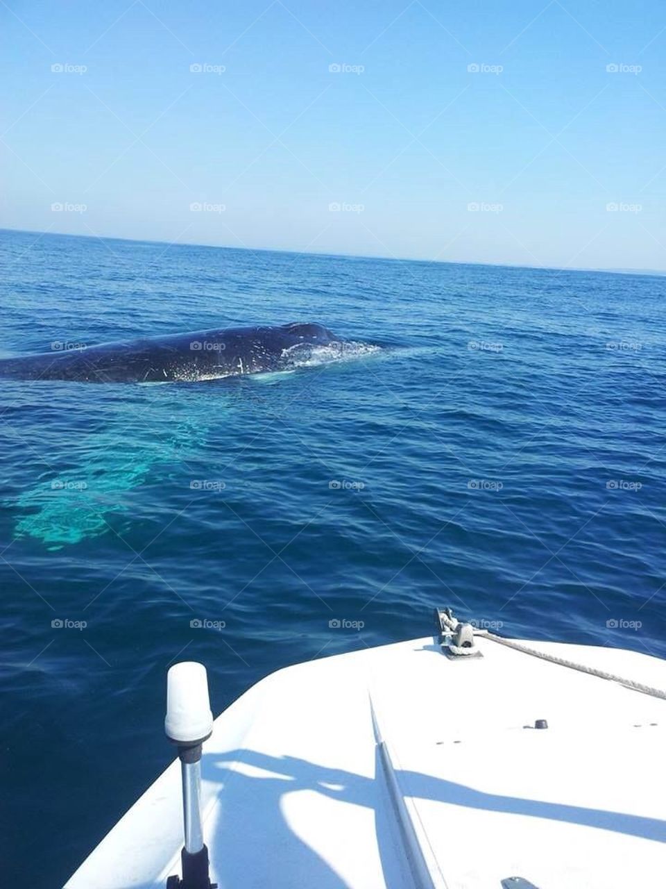 Whale close to boat