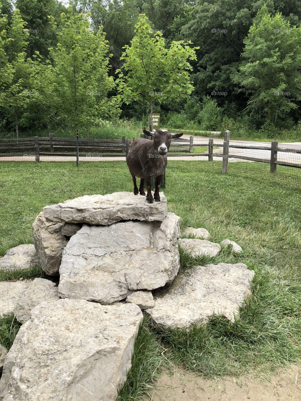 Goat on top of huge stone slabs taken on 6/22/18
