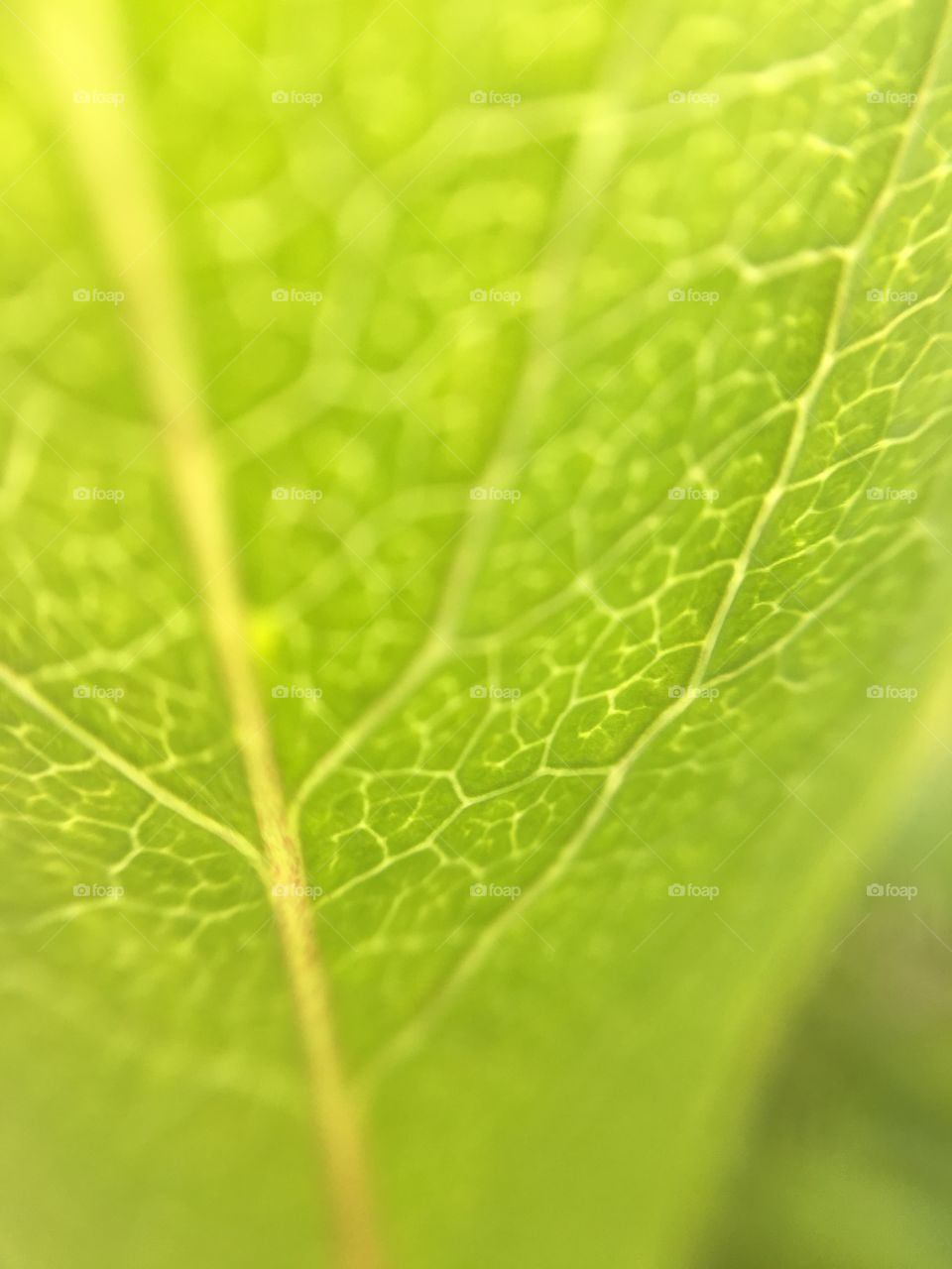 Close up of leaf veins