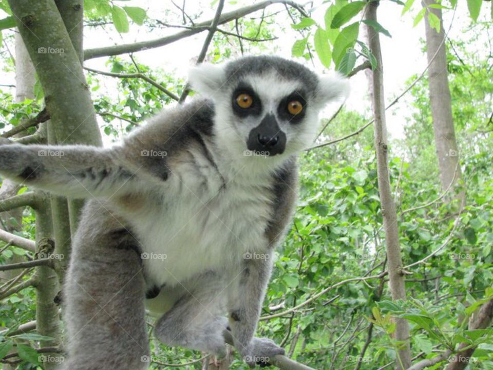 Lemur . Cute little Lemur