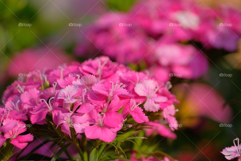 pink flowers