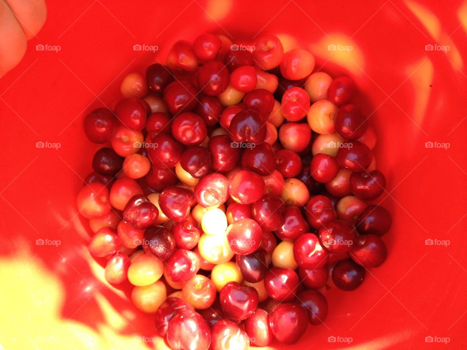 Cherry Hues. Just picked Rainiers and Tarts in Leona Valley, Ca