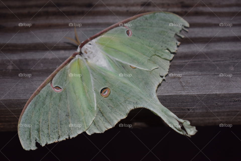 Luna Moth