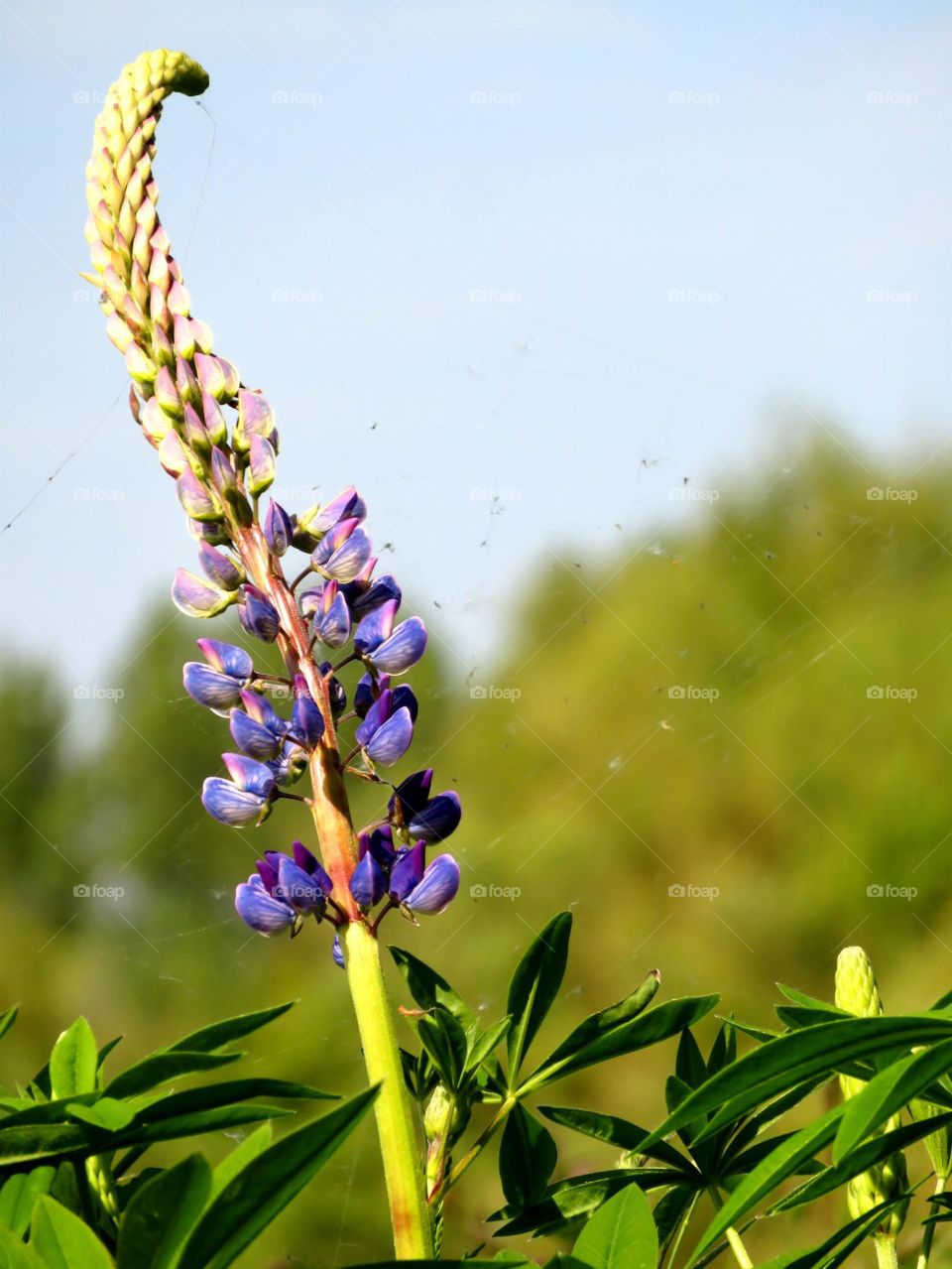 lupin in the wind 