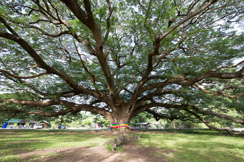 Big tree in Kanchanaburi Thailand 