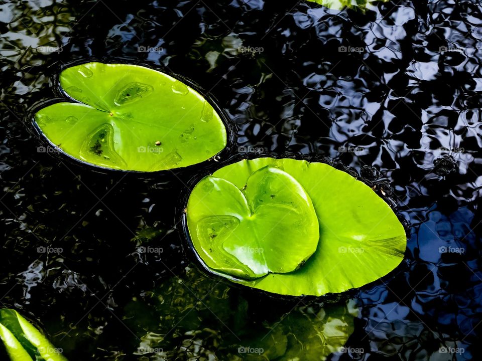 lily pad