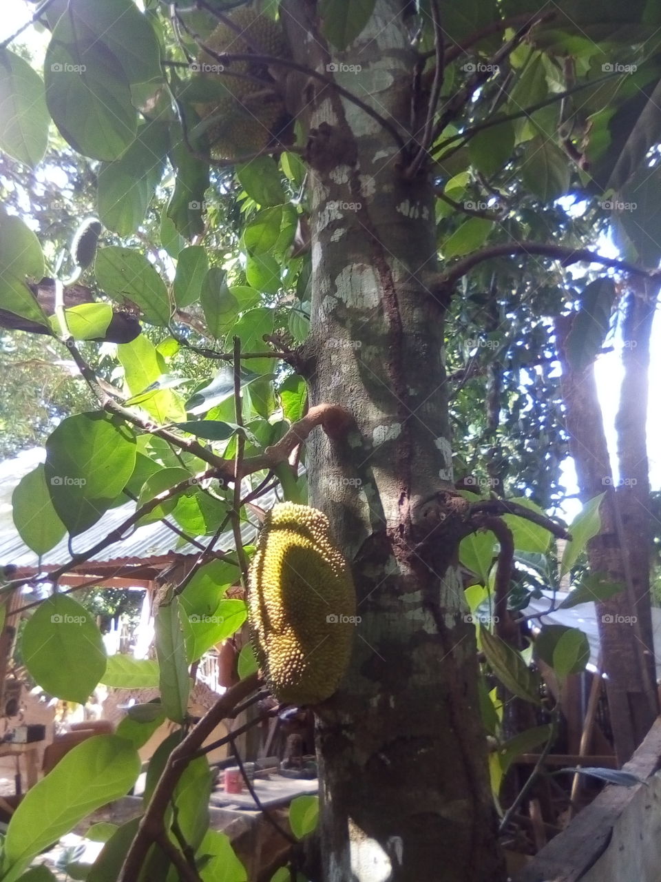 the junkfruit tree,good to be food and fruit.