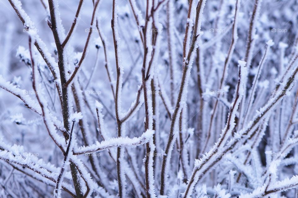 A closeup of frost covered twigs of a small shrub in the forest The shady morning light makes the frost purple-blue. 