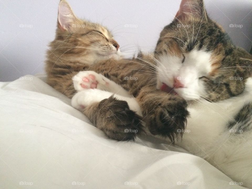 Cutest pets in the world