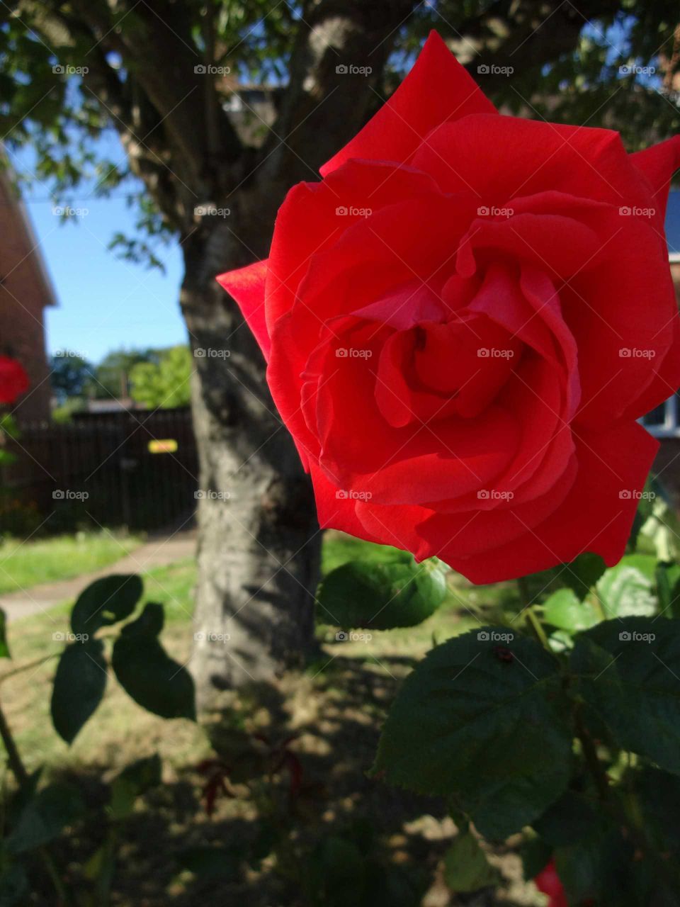 besutiful red rose