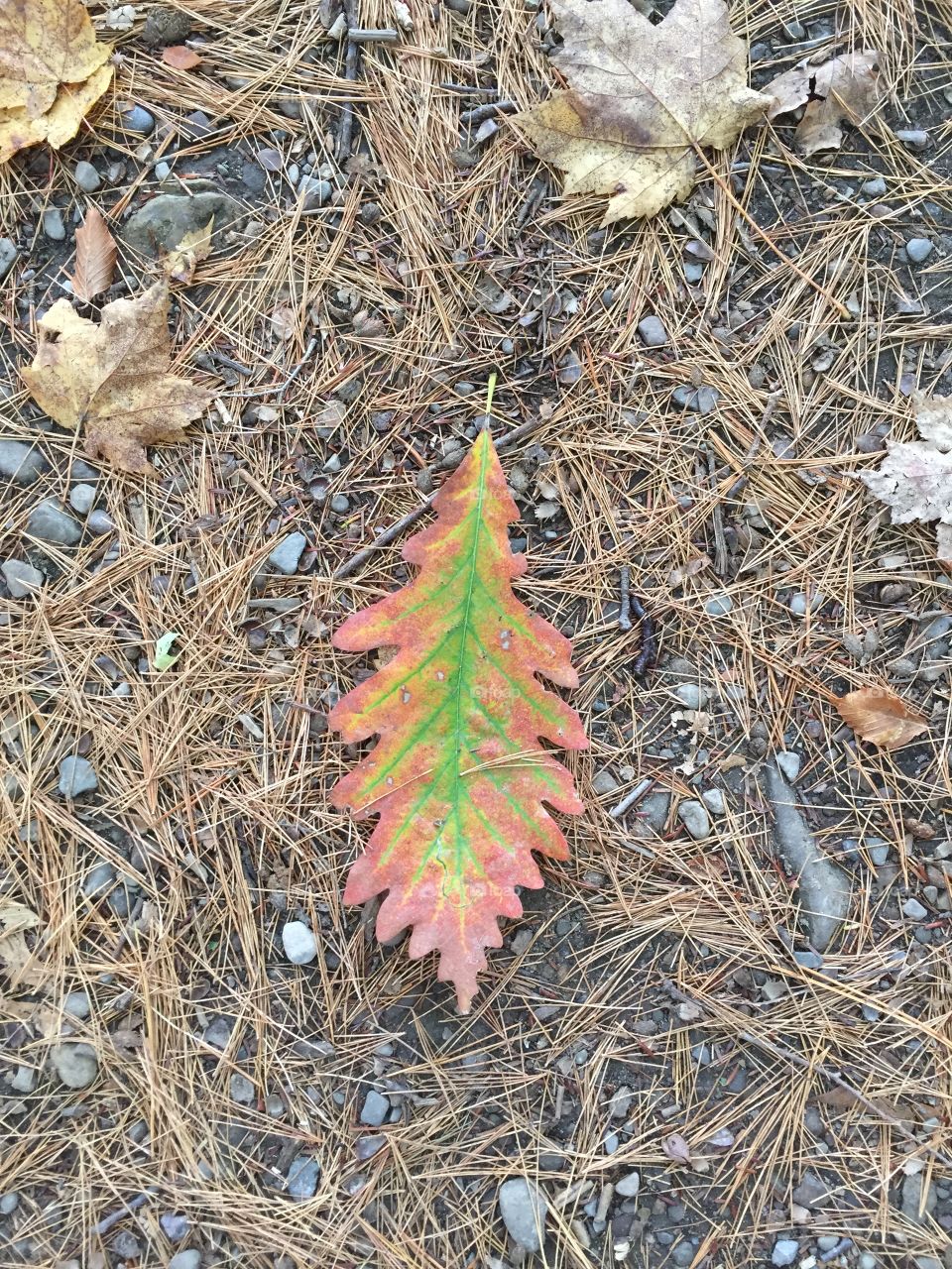 Beautiful autumn leaf