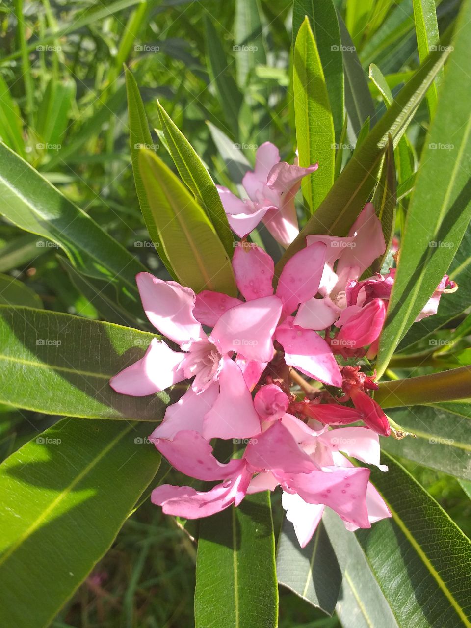 Pink flowers