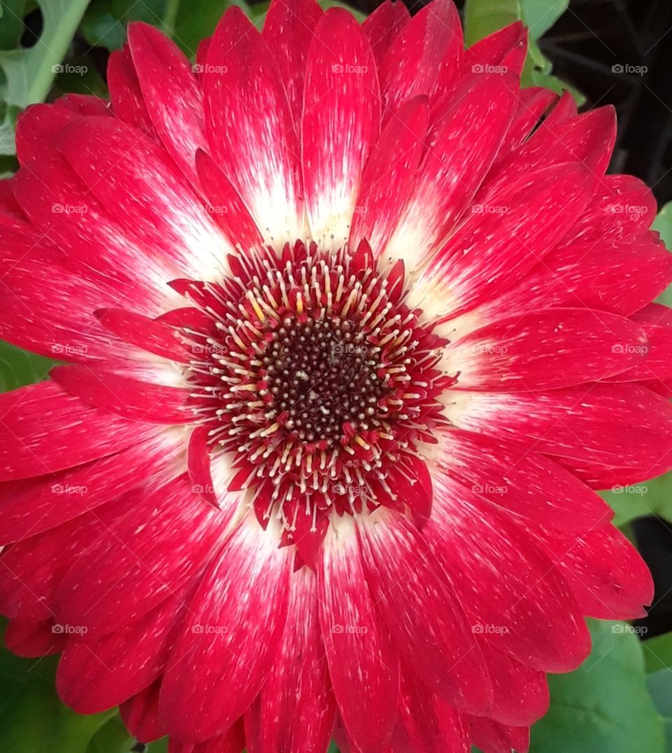 Red Daisy