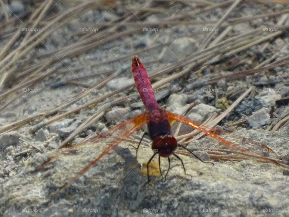 The red dragonfly