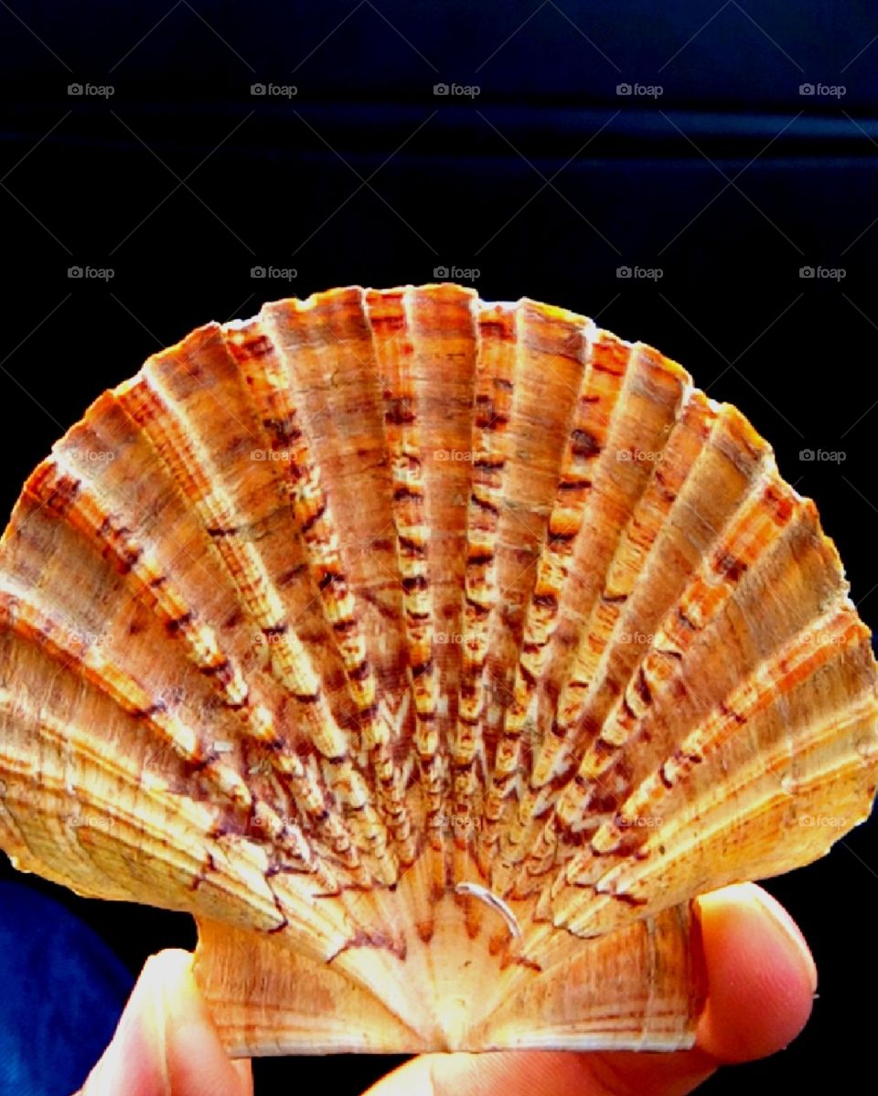 صورة من فواكه البحر Morocco