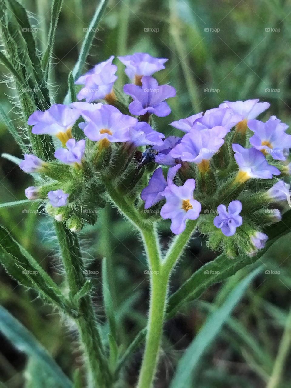 Blue Heliotrope