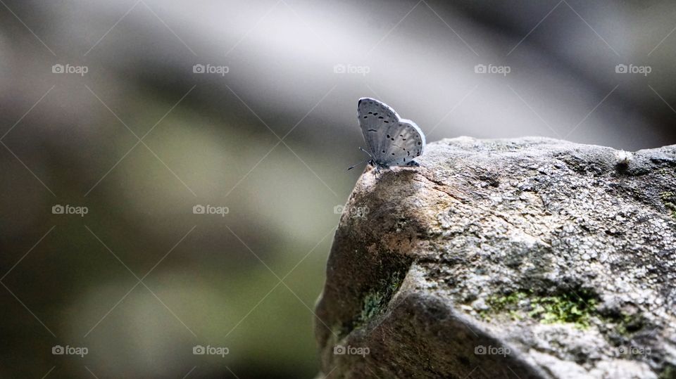 Butterfly by the water fall