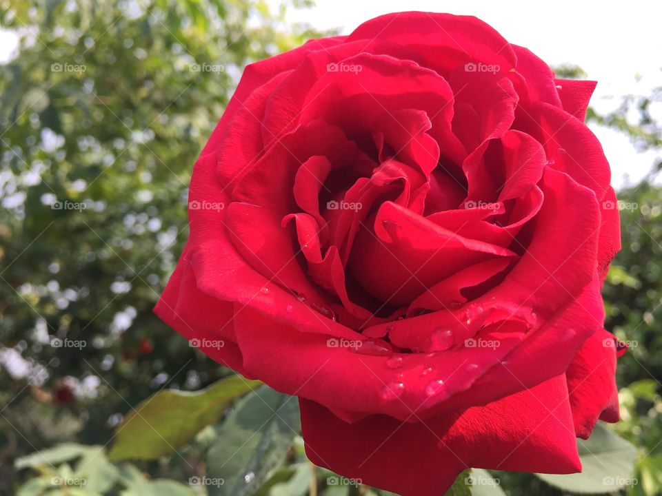 The red rose 