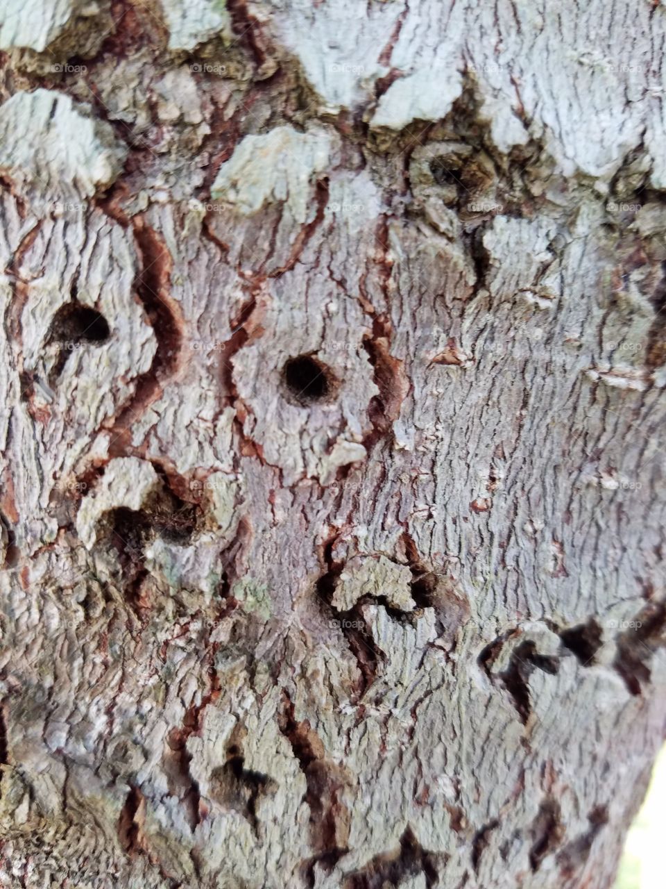 magnolia tree bark and insect holes
