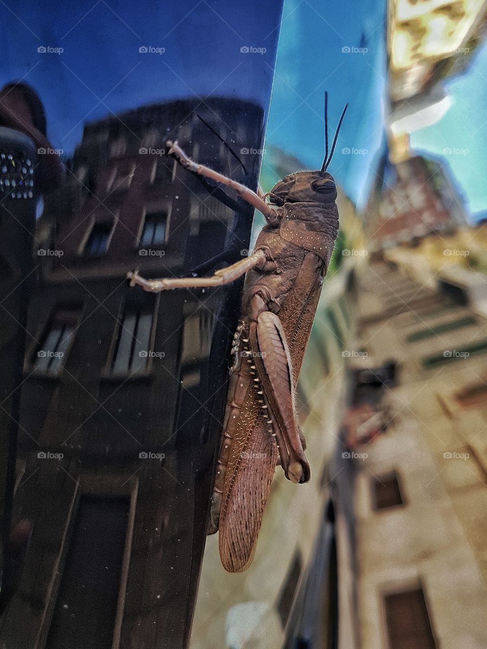 grasshopper in city