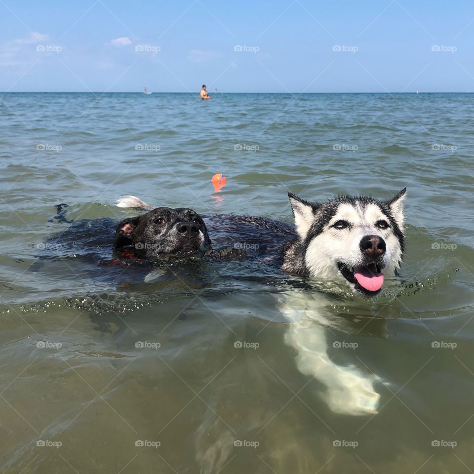 Just two smiling, swimming pups having the time of their life at the beach! ☀️