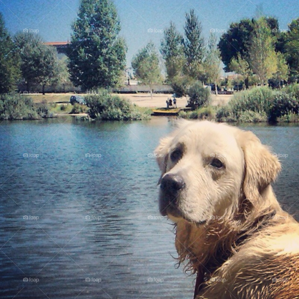 ponte de lima nature pretty dog by Zita