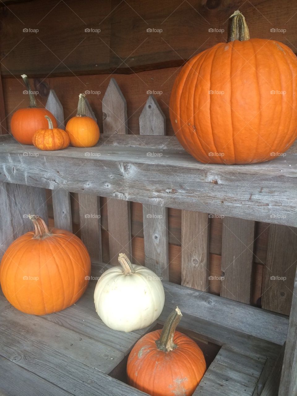 Pumpkins 