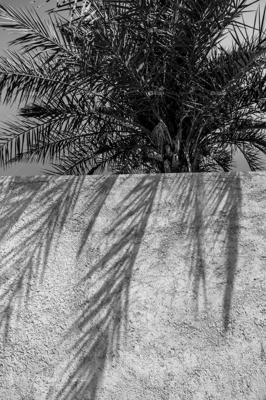 Palm tree and shadow from it on the wall