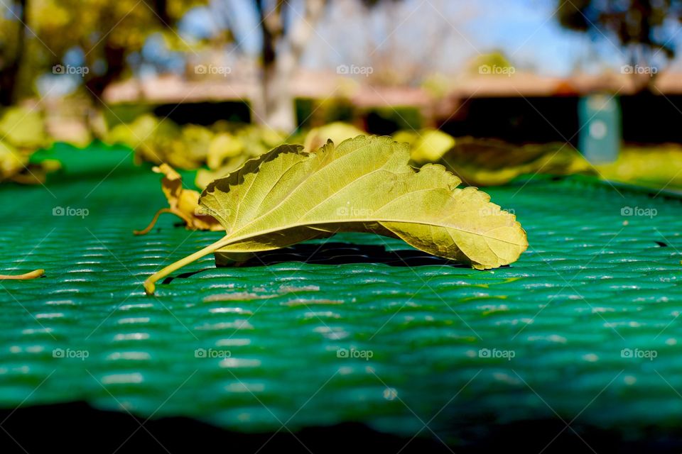 The “Eve” of fall.....