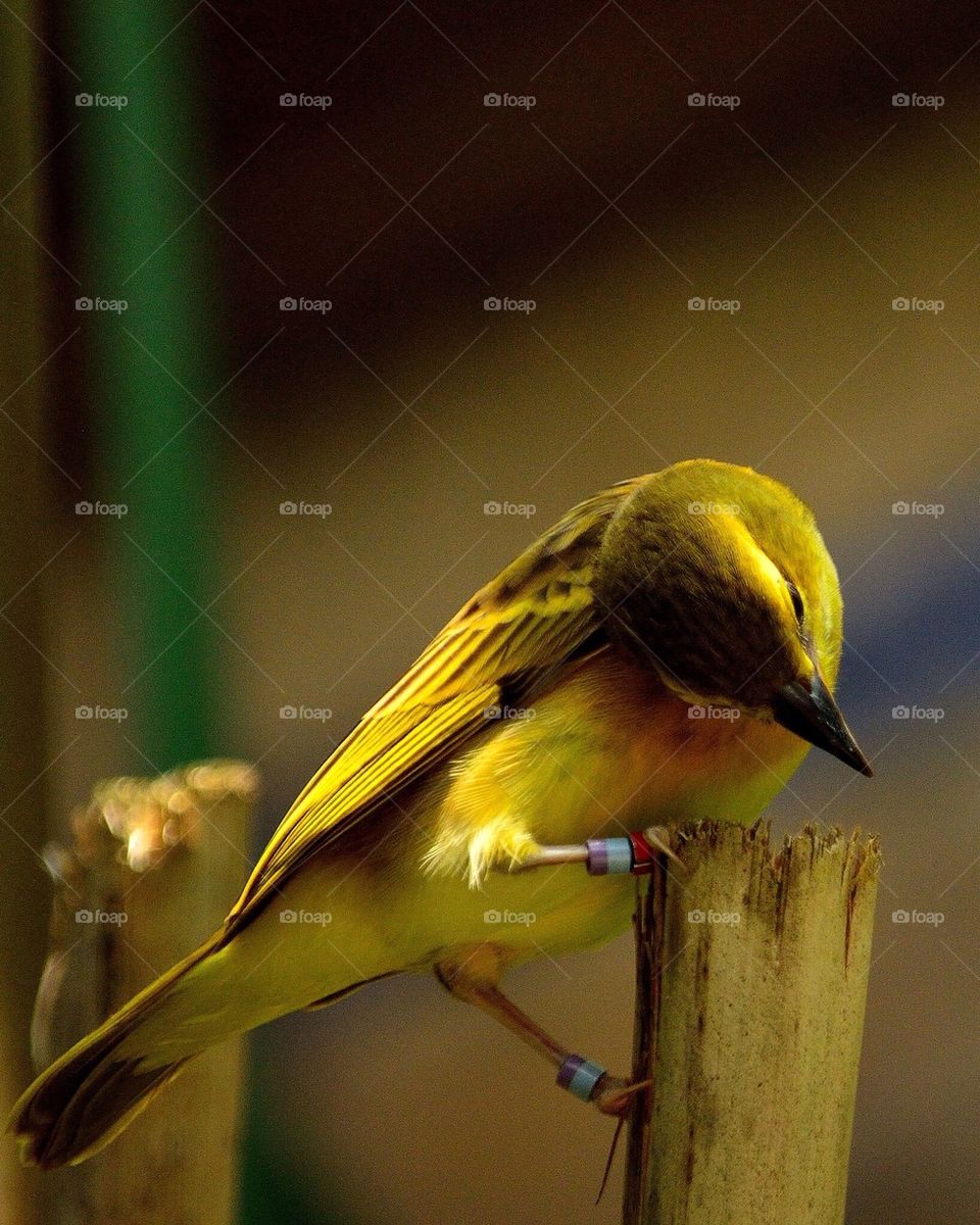 Bird perching on wood