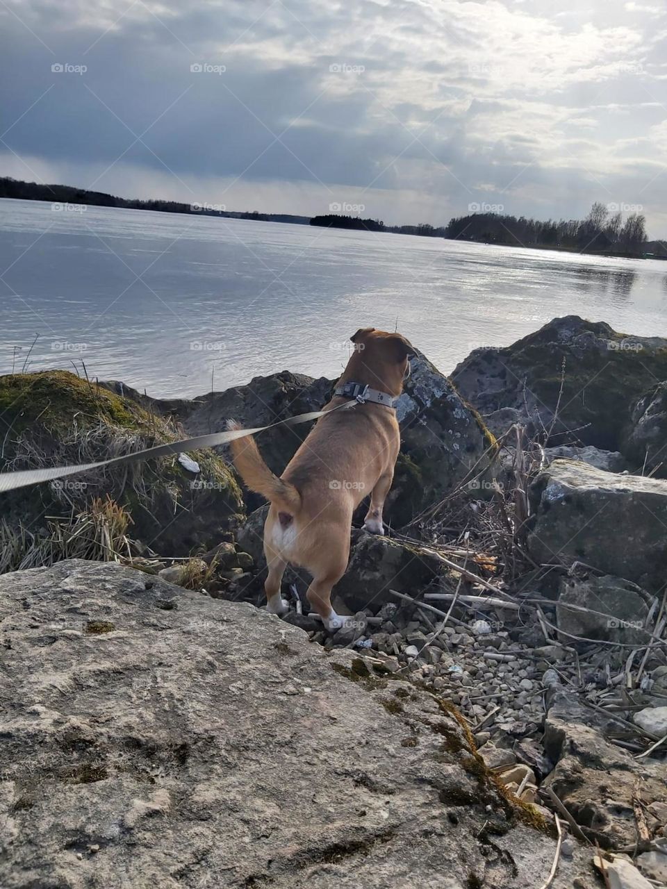 nature, spring,travelling, dog