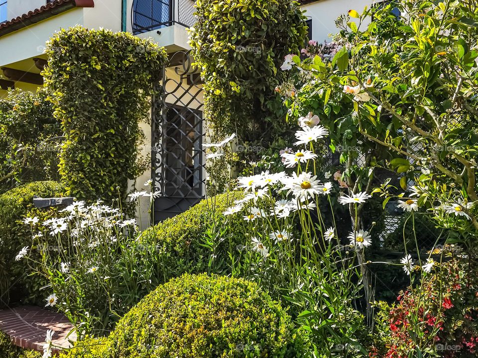 Beautiful garden growing in San Francisco California by the palace of fine arts, flowers in bloom on a warm spring afternoon , and a stunning entrance gate 