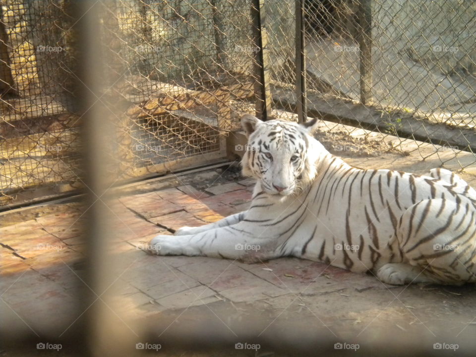white tiger