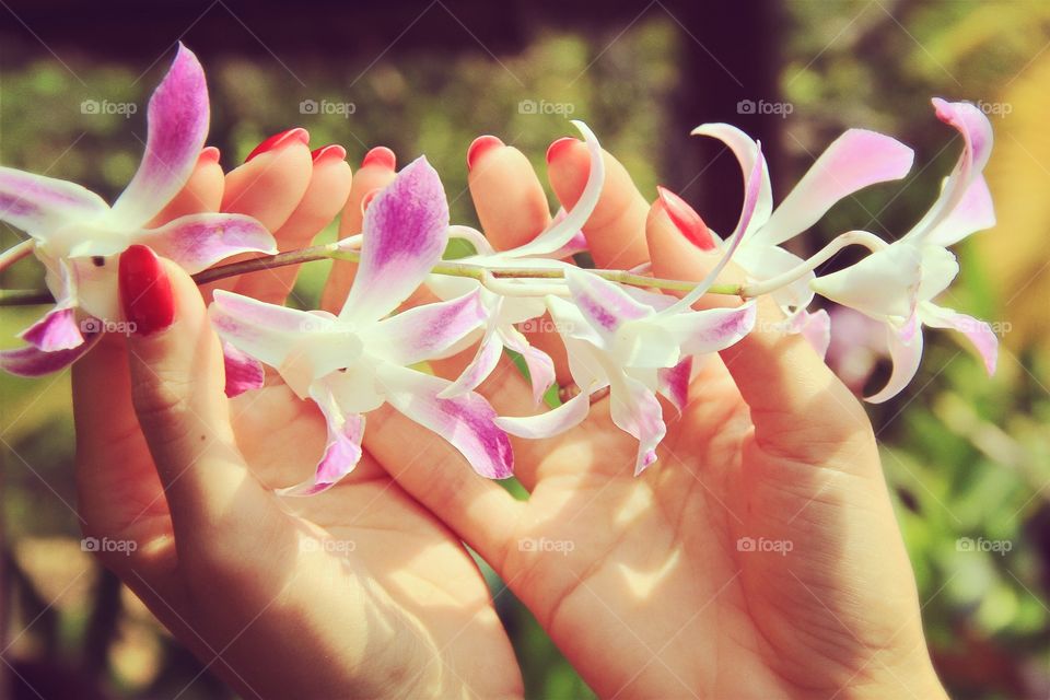 Delicate orchid in hands 