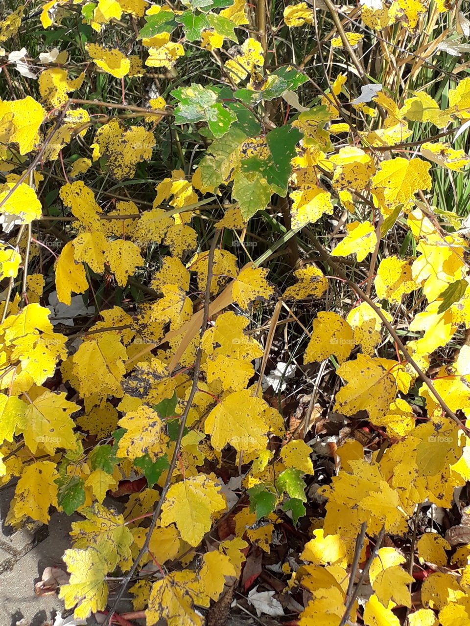 yellow aspen leaves in sun and shade