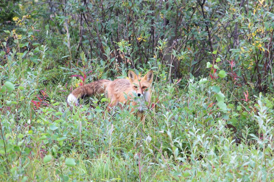 fox in woods