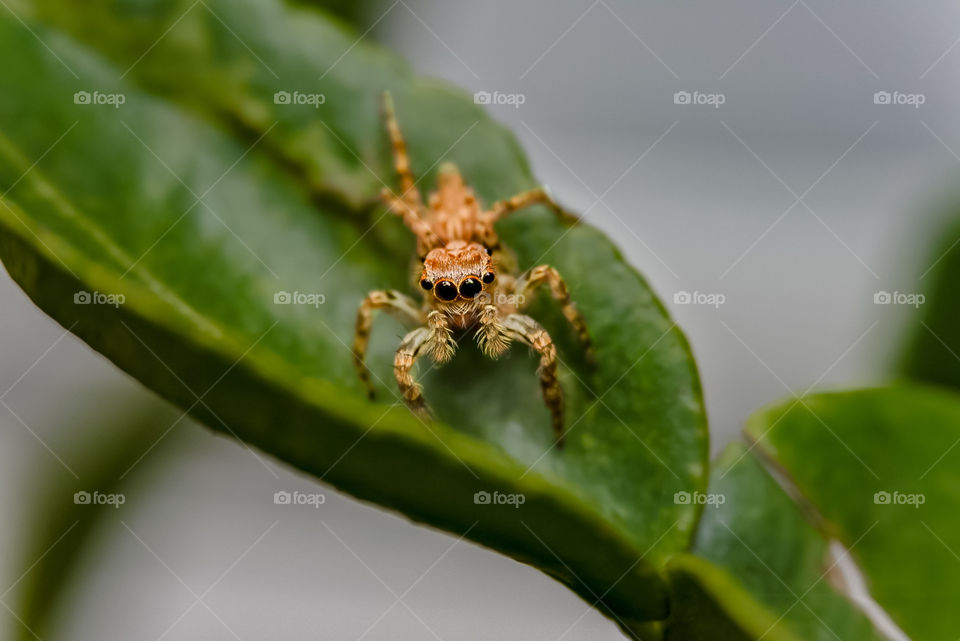 Jumping spider, my favorite insect.