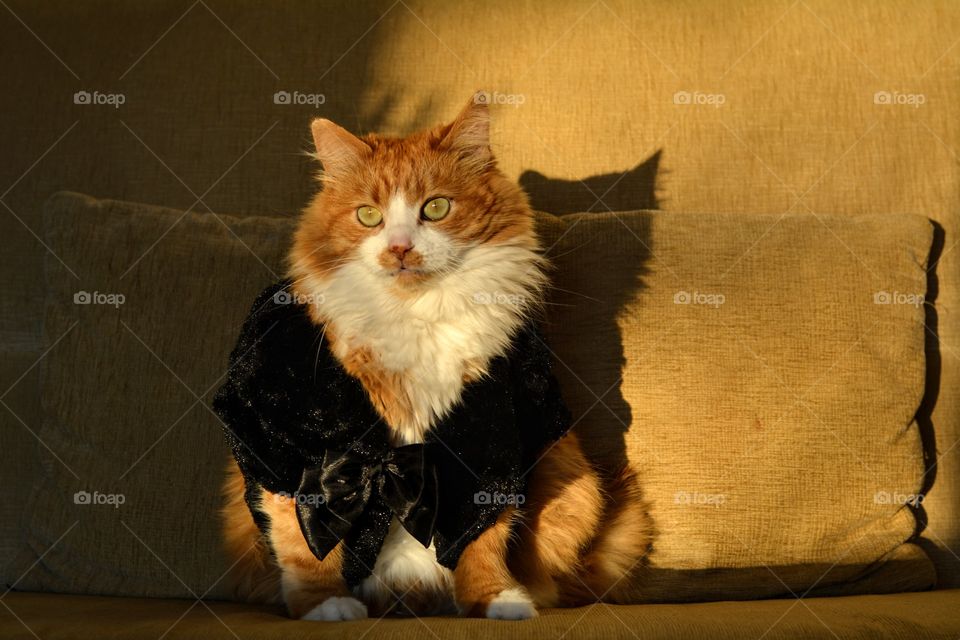 cat funny beautiful portrait in black vest in the sunlight and shadows, love pet