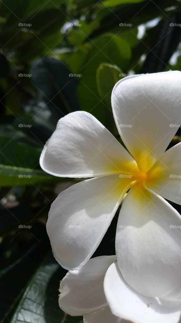 Flowering Tree in Barbados