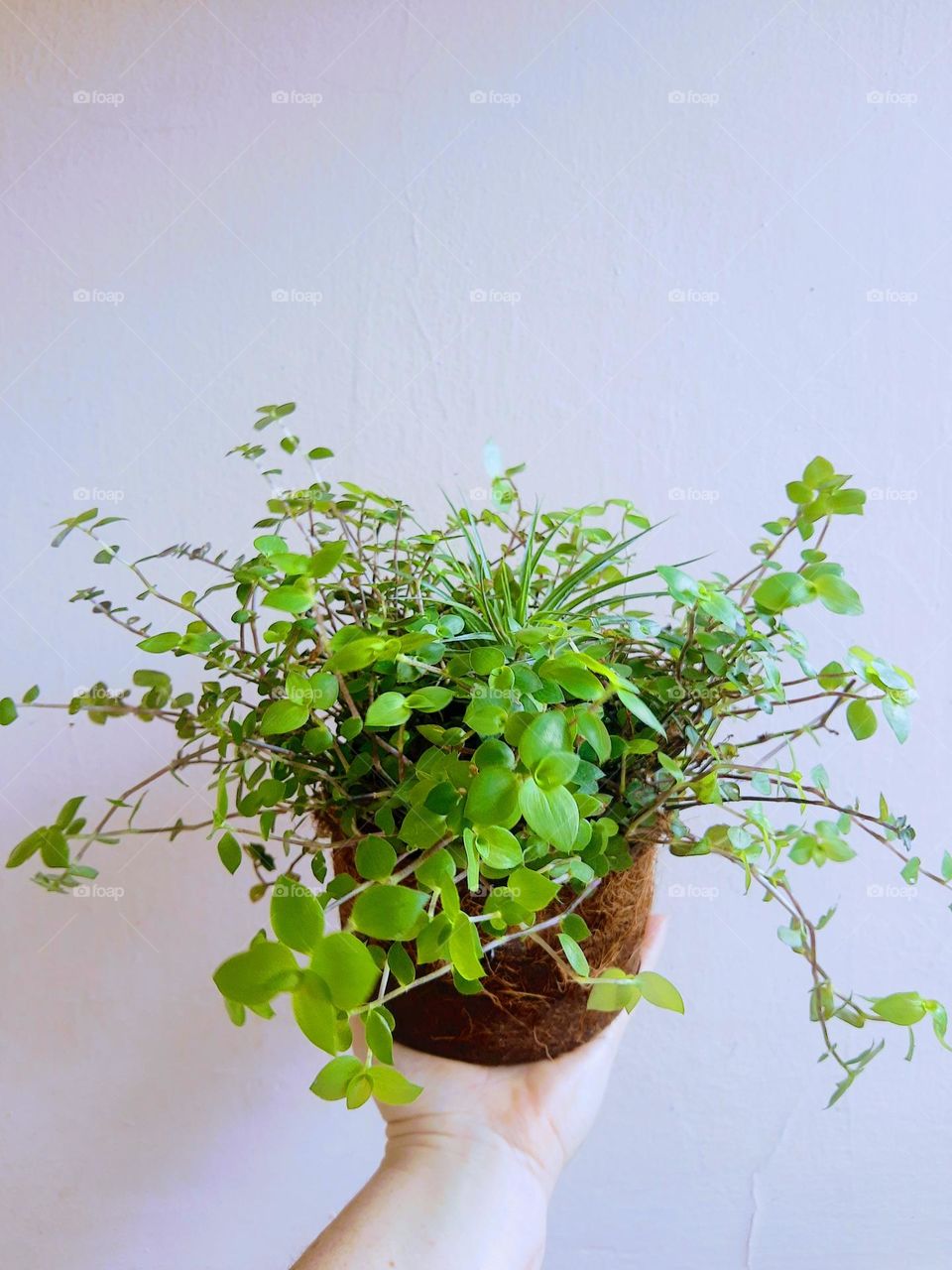 plants in a vase