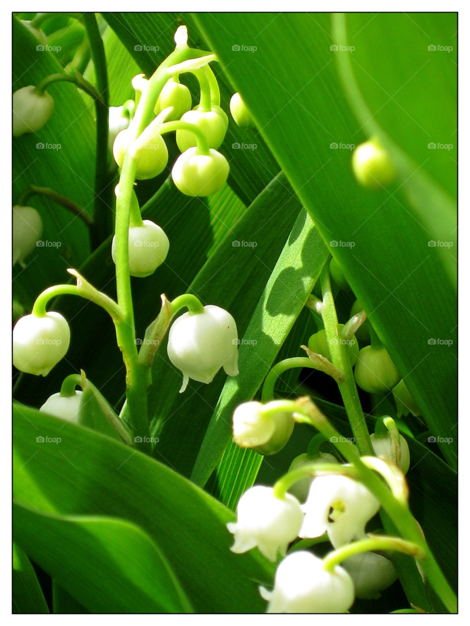 green garden flora nature by mojo26