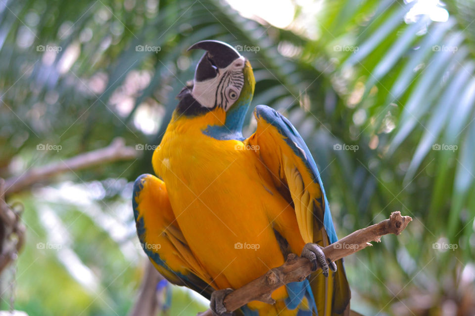 Personable parrot